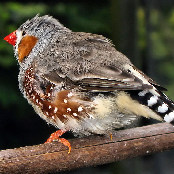 Dan Eisenberg Explores Whether Paternal Age Impacts Offspring’s